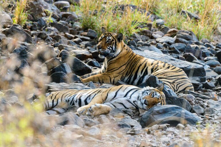 Two young tigers resting.
