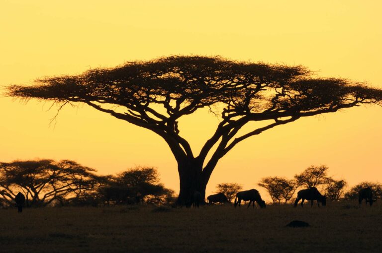 Wildebeest and umbrella acacia just before sunrise