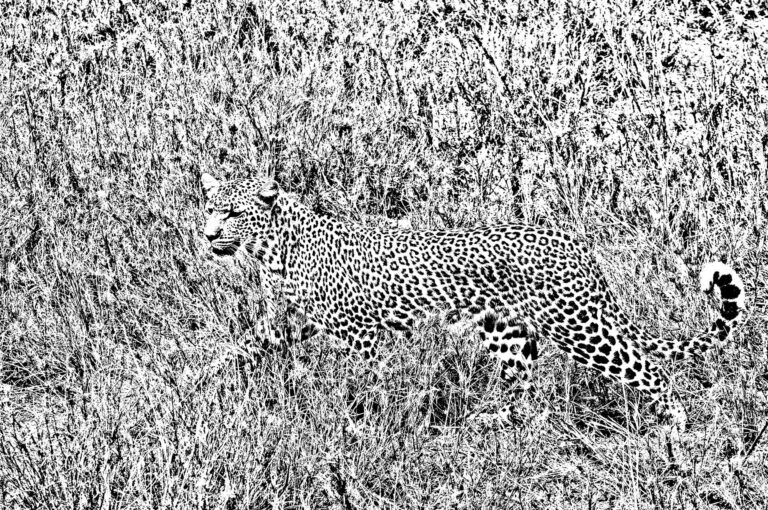 Luipaard in open veld in zwart wit.