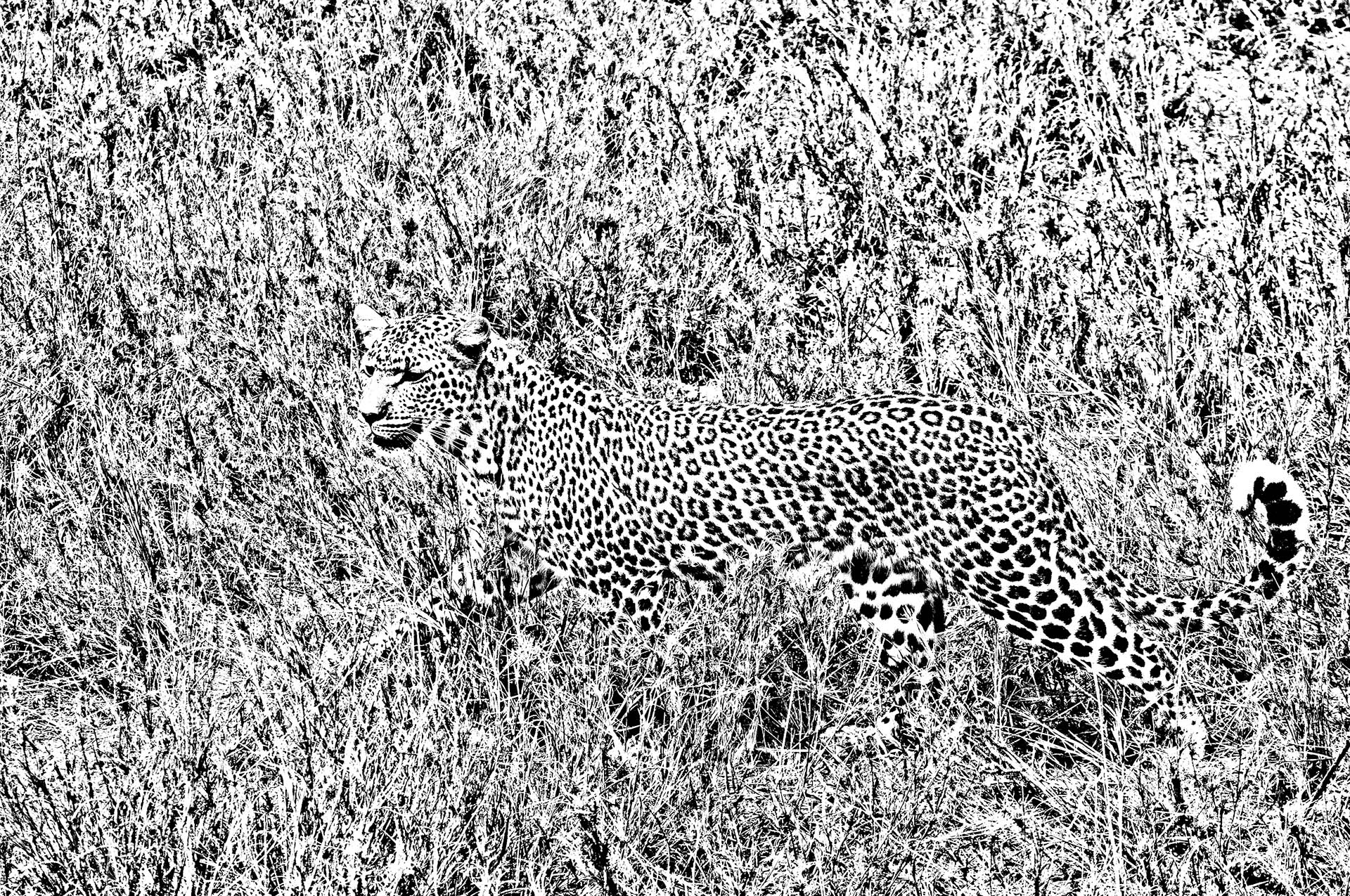 Leopard in black and white.