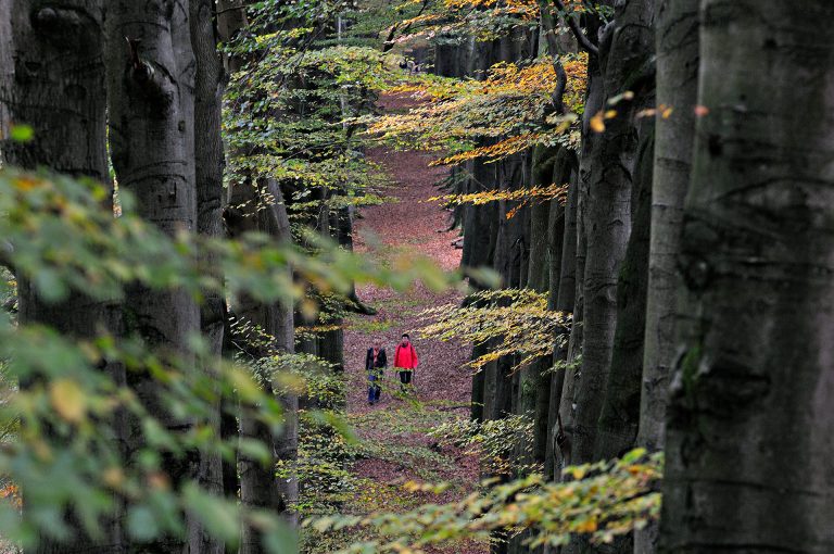 Walkers on a beech lane in the forest Onzalige Bossen