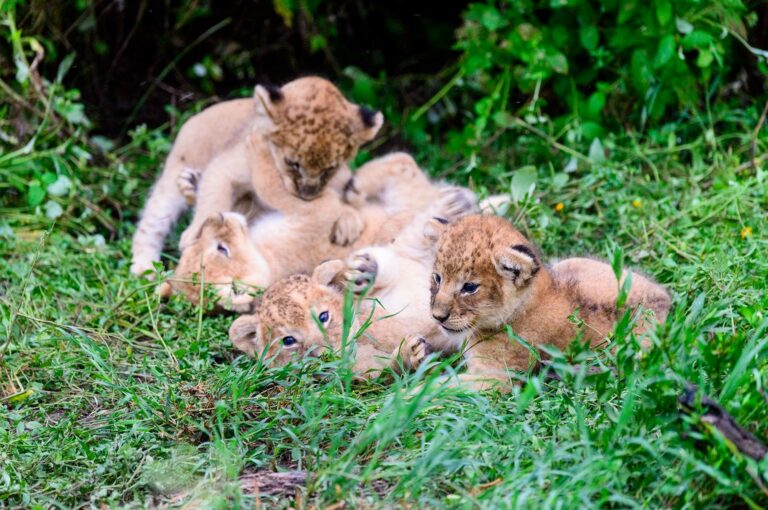 Vier kleine spelende leeuwen welpen.
