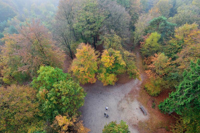 View on trees from above, from out of a watch tower