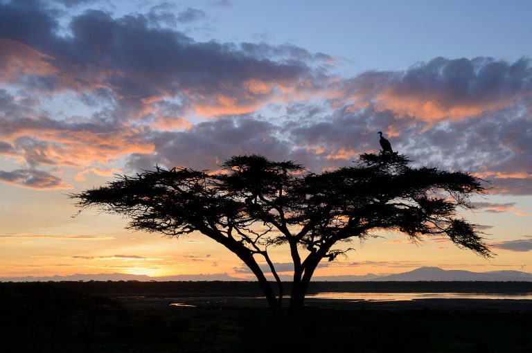 Vulture in umbrella acacia at sunset.