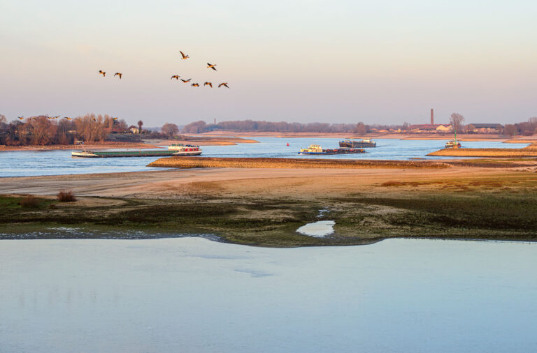 Rivier de Waal met binnenvaart en ganzen