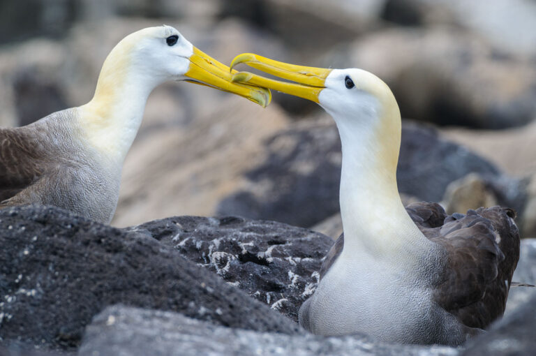 Male and female waved albatross greeting