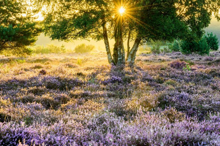 Sunrise, blooming heather and tree