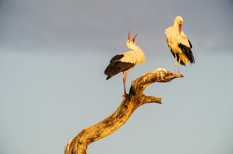 Two white storks in a tree