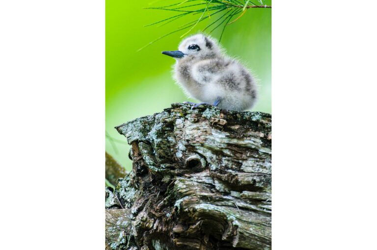Chick of white tern on tree