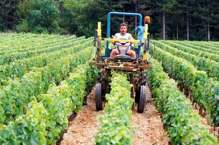Man op tractor in wijngaard.