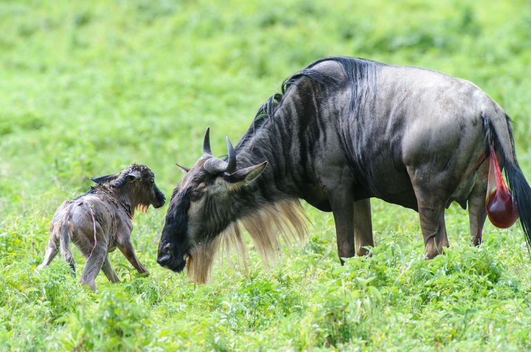 New born wildebeest calf