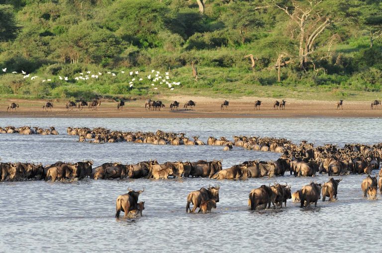 Wildebeest cross Lake Ndutu