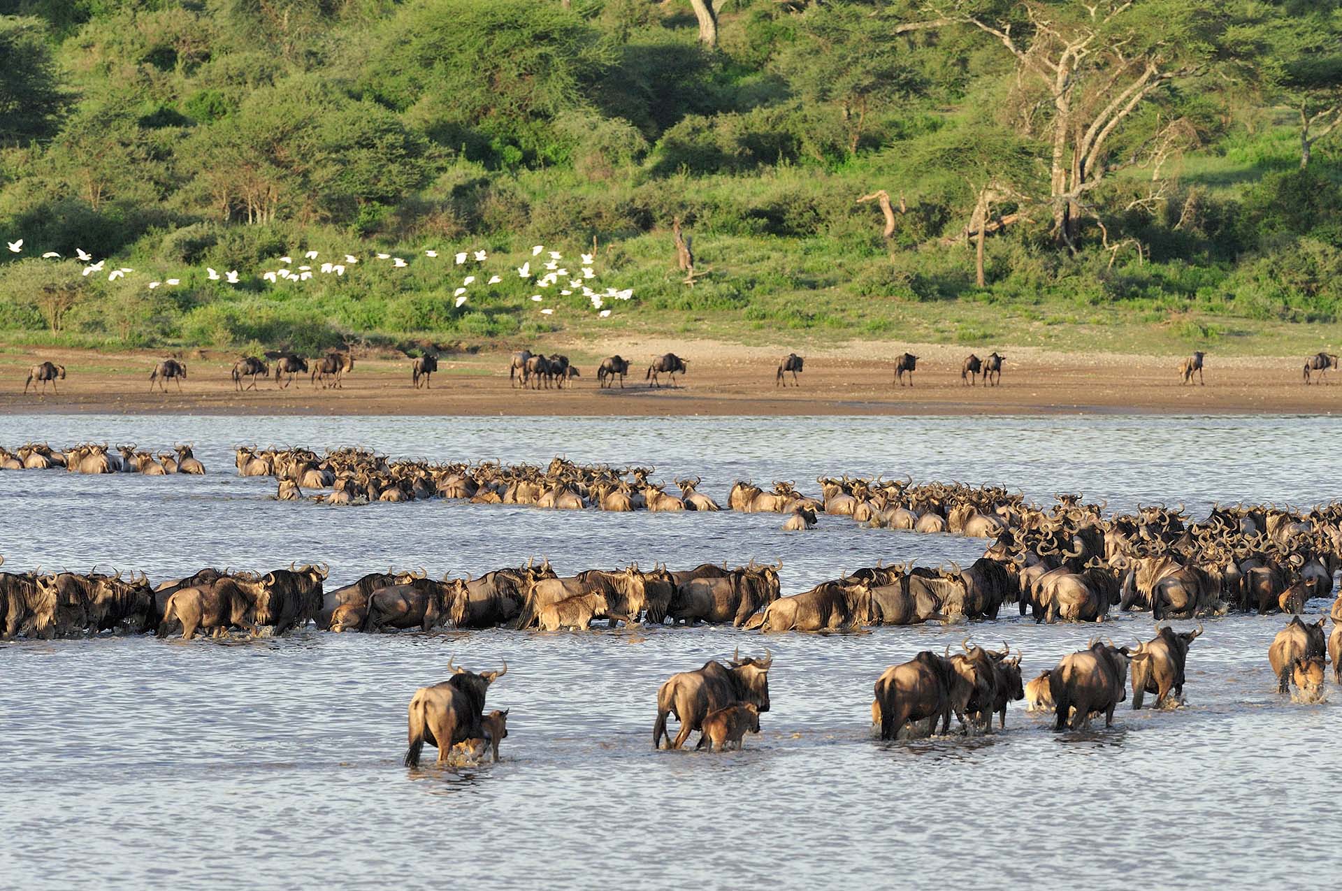 Wildebeest cross Lake Ndutu, mothers with calves.