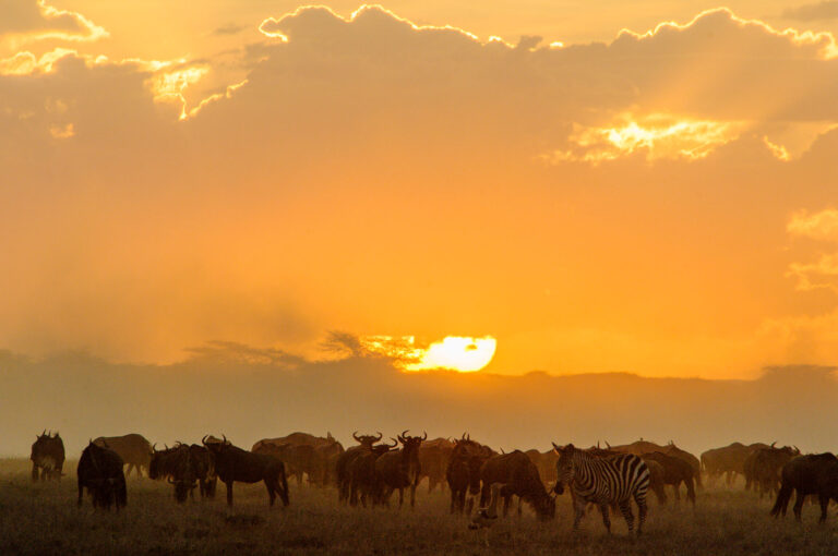 Wildebeest, zebra and kori bustard at sunset in a dust cloud