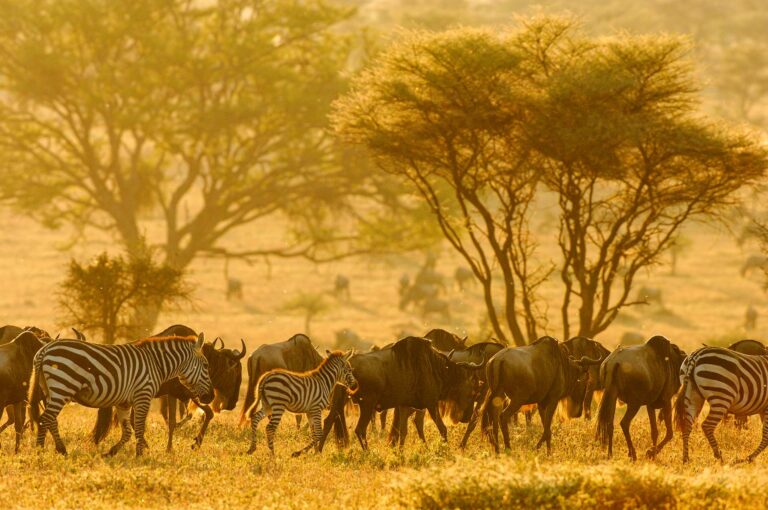 Wildebeest and zebra walking together in early morning light