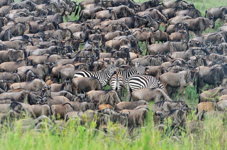 Wildebeest and zebra in tight group