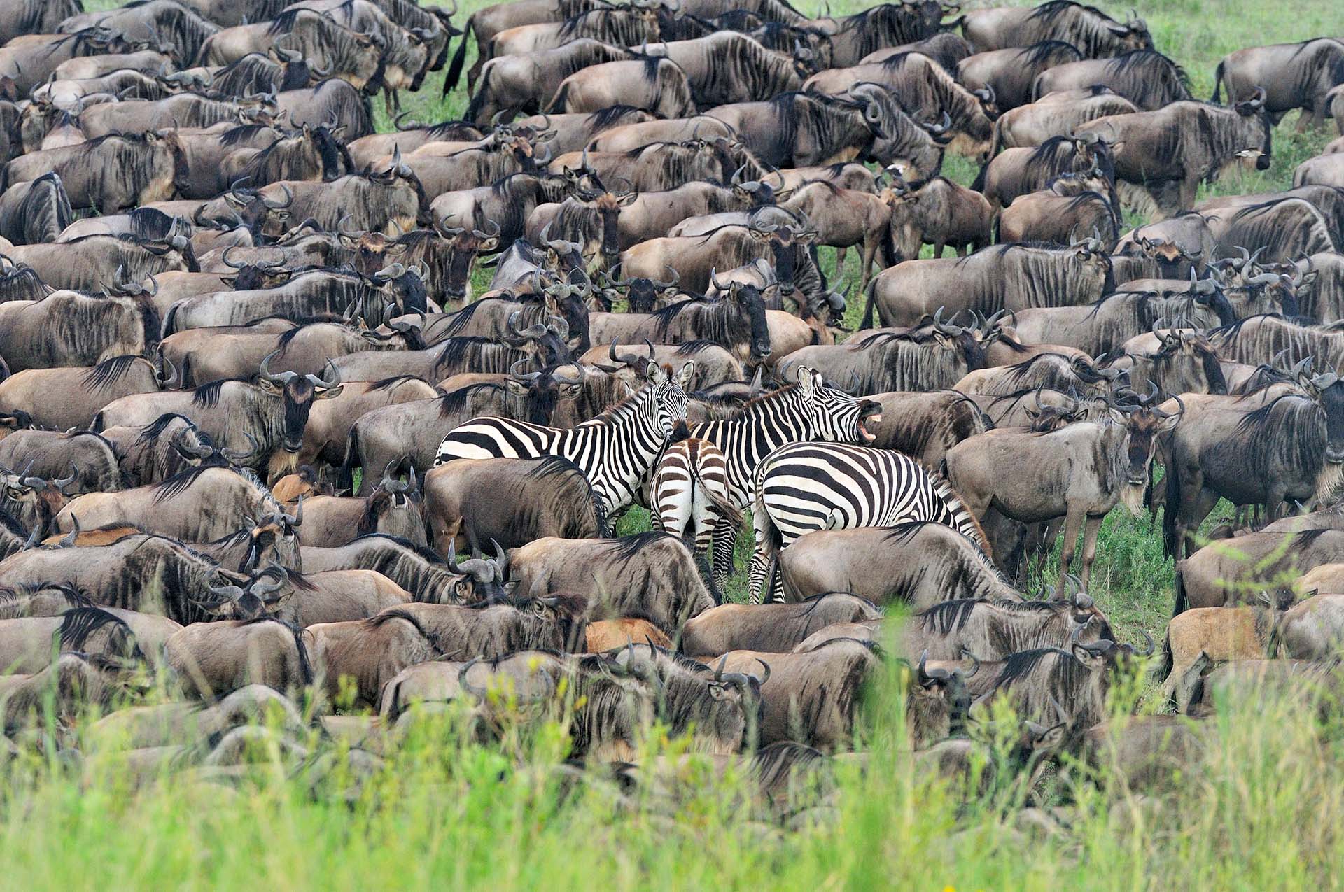 Wildebeest and zebra in tight group