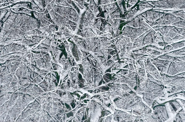 Snow covered beech tree