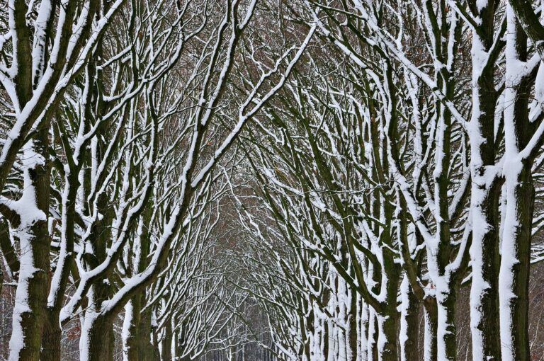 Met sneeuw bedekte bomen laan in Amelisweerd
