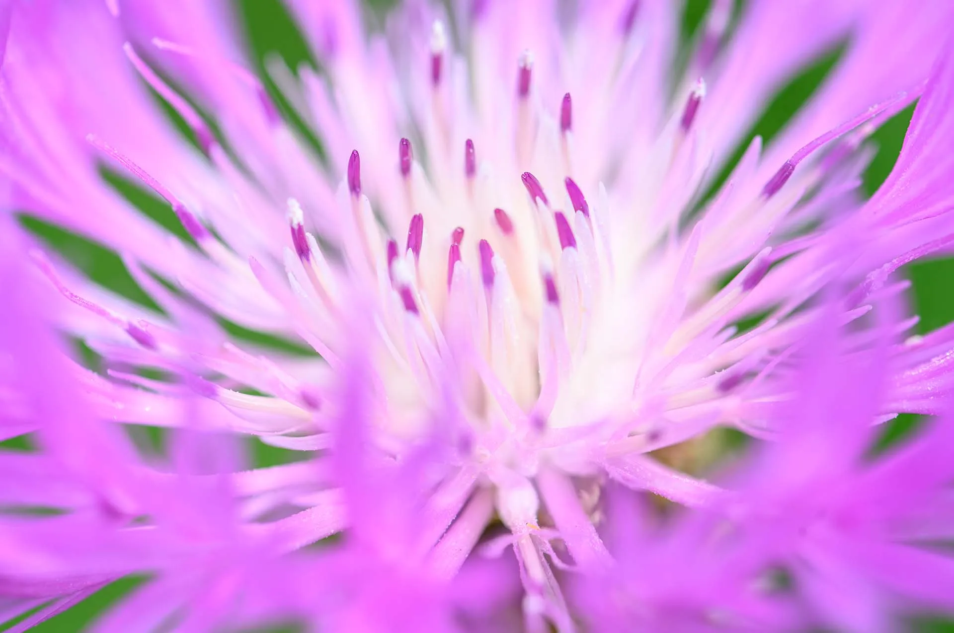 Bloem close up