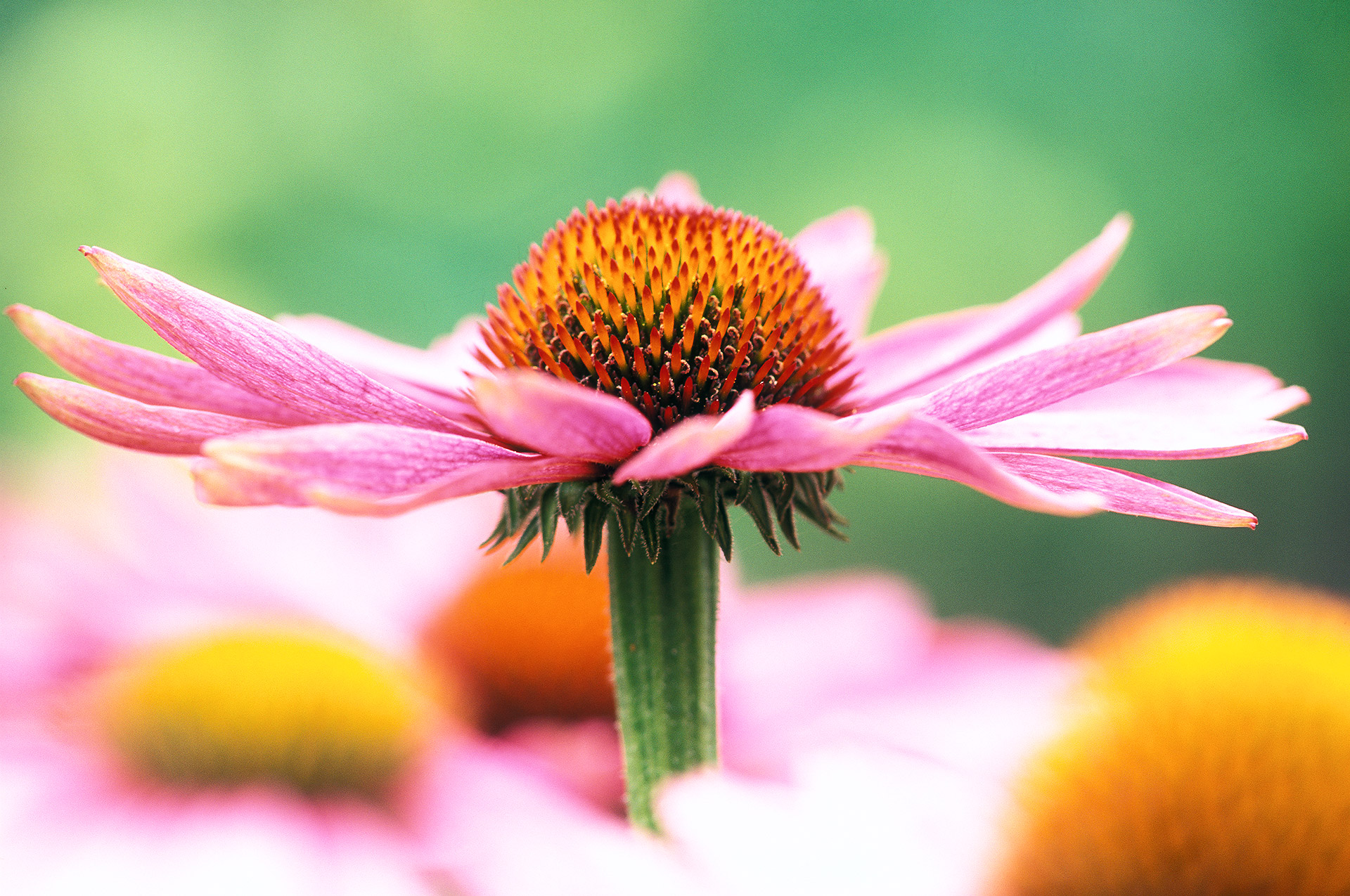 Purple cone flower or Echinacea purpurea.