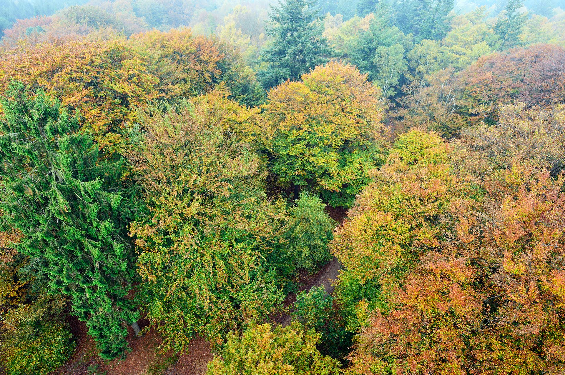 View on the canopy of the trees from out of the watch tower