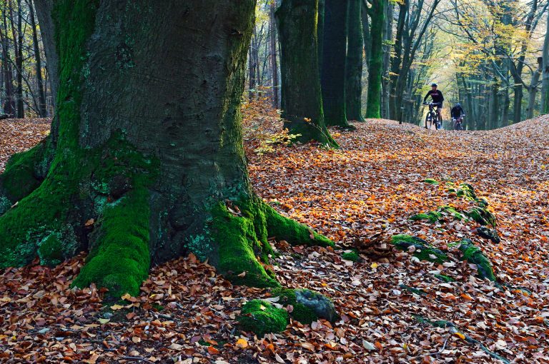 Amerongse Berg mountainbikers in autumn