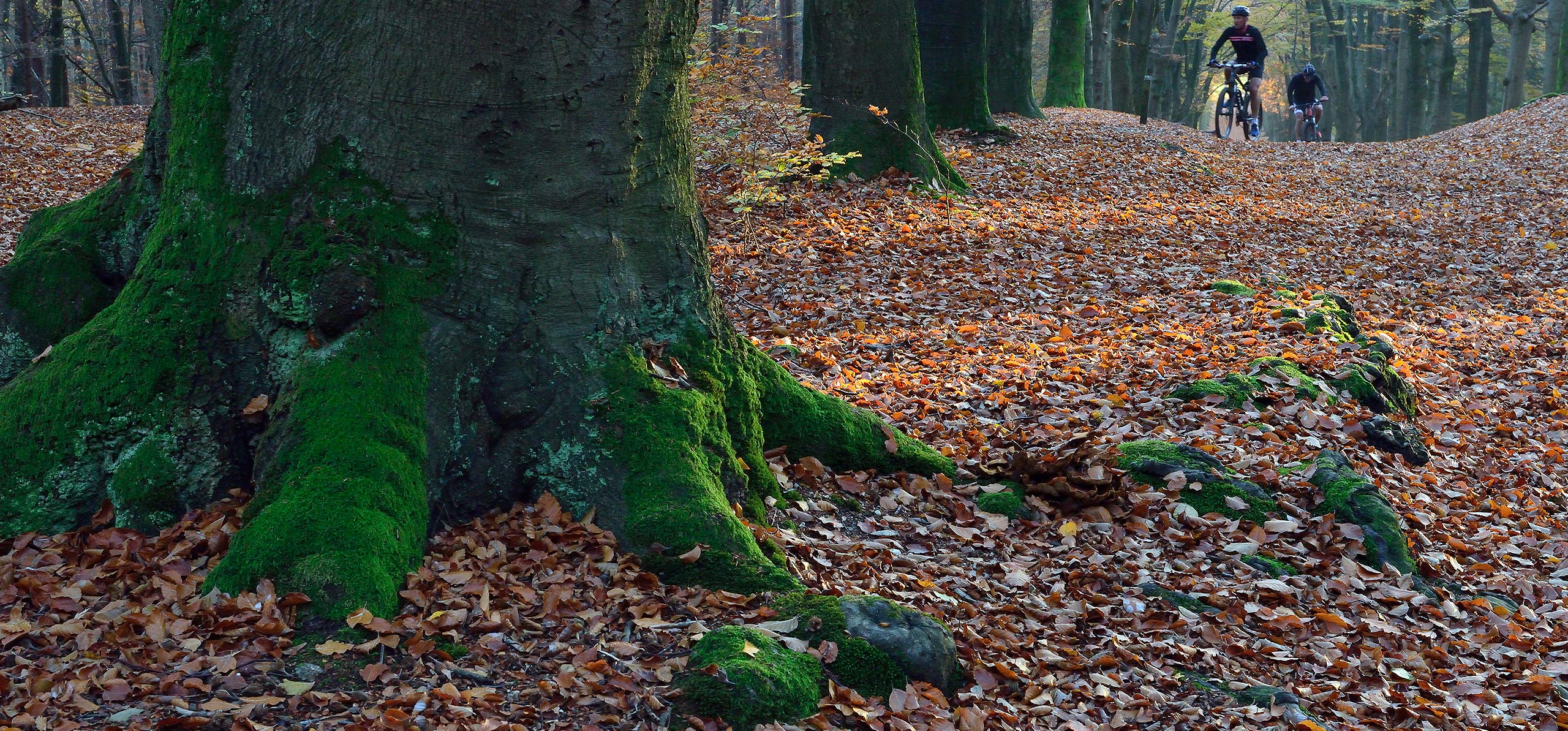 Workshop nature photography Amerongse Berg