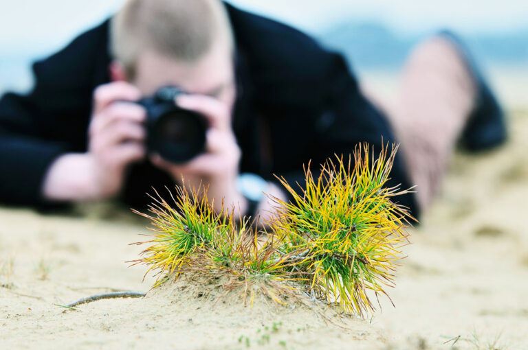 Photographer at work on sand, photographing a seedling of Scotch pine