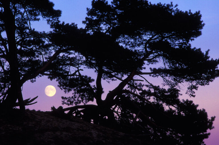 Grove den na zonsondergang met doorkijkje naar maan