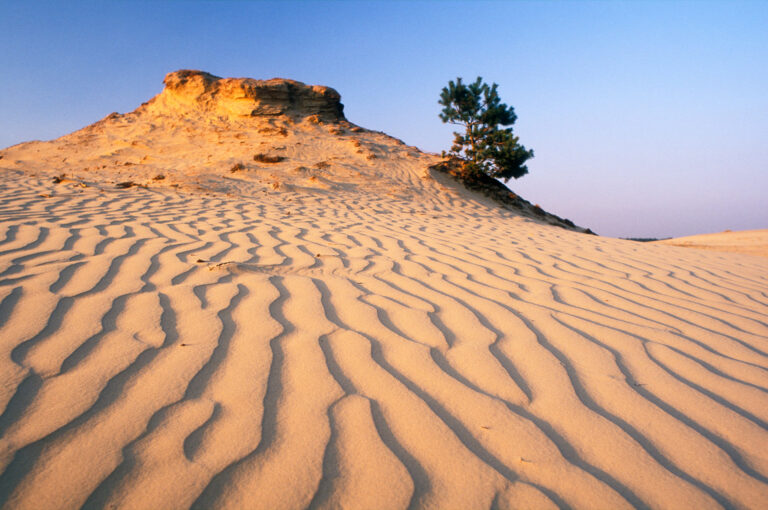 Zandduin met grove den en ribbels in zand