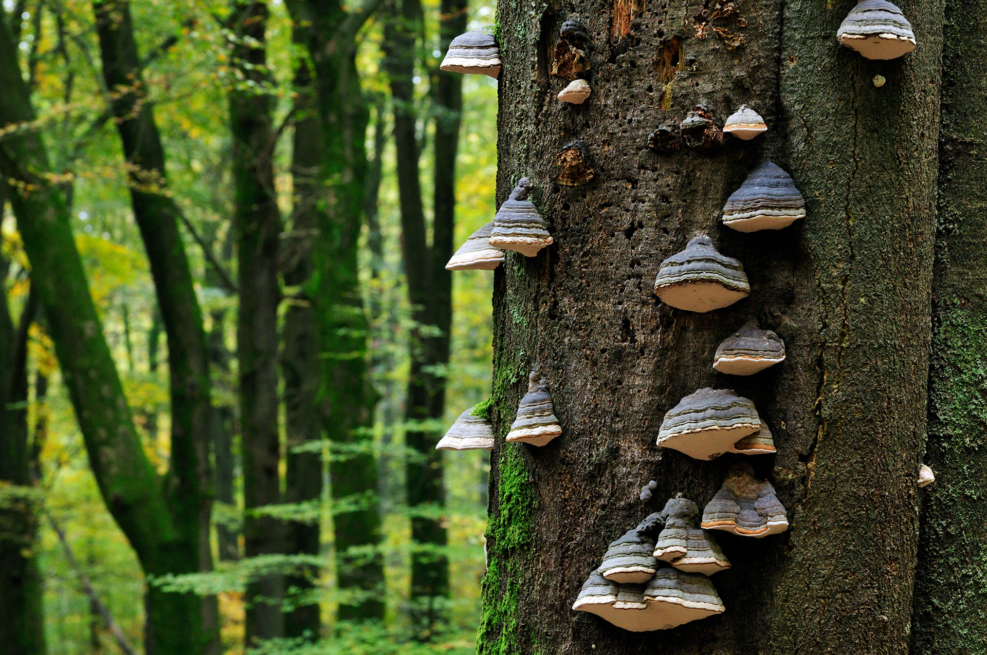 Tree with mushrooms in the forest Speulderbos