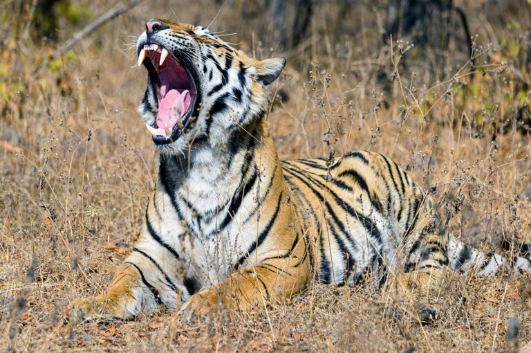 Yawning tiger