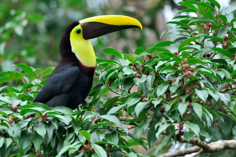 Toucan in tree