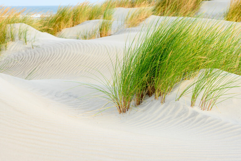 Young dunes with beautiful sand patterns and marram grass