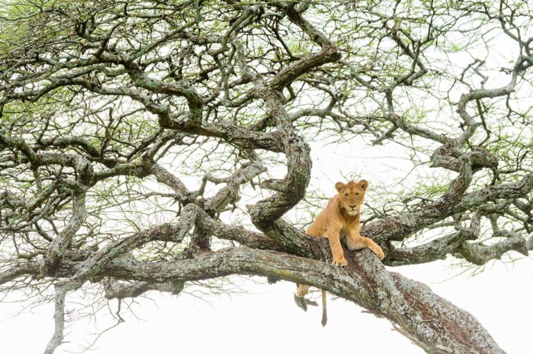 A young lion is looking down from a tree