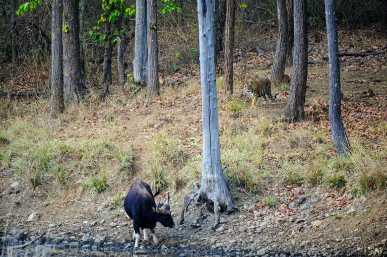 A young male tiger keeps its distance from a bull gaur.