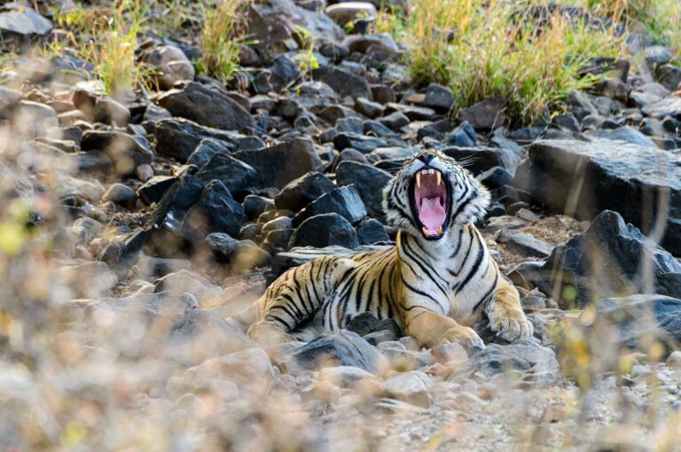 Young male tiger yawning.
