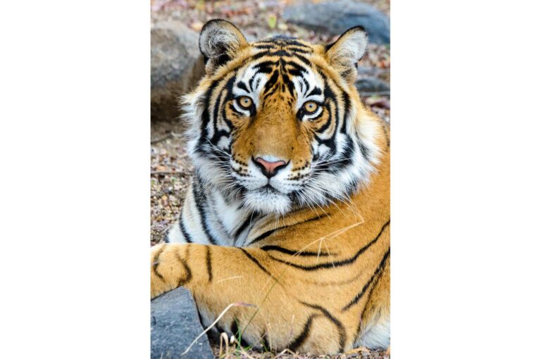 Male tiger