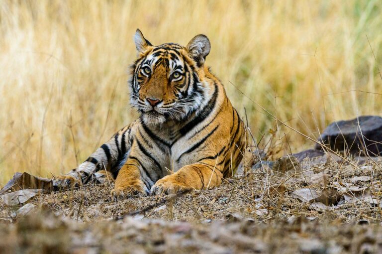 Resting young tigress.