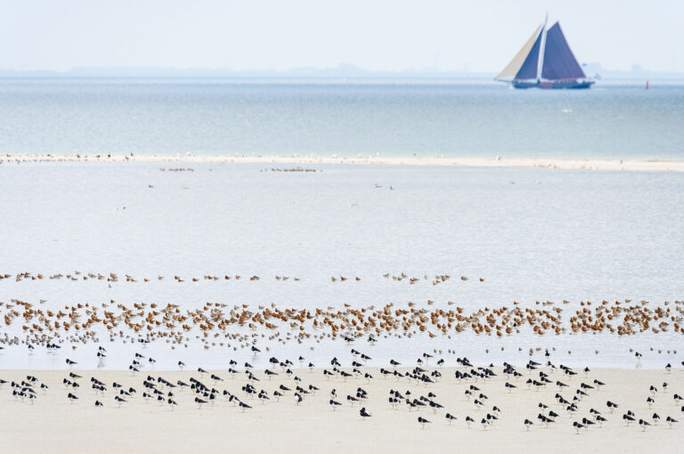Zandplaat met scholeksters en andere waadvogels, in achtergrond een boot