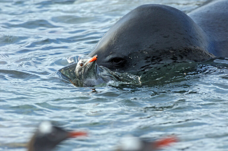 Zeeluipaard pakt ezelspinguïn