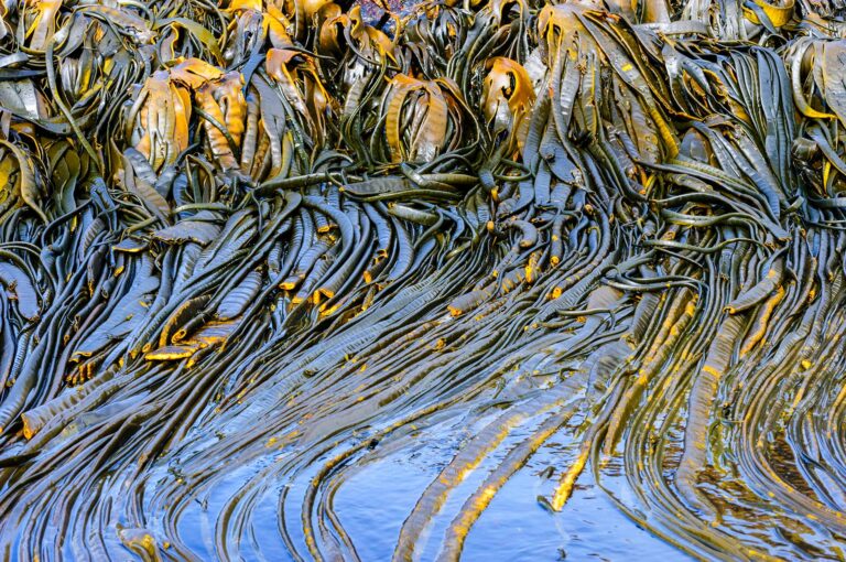 Zeewier uitwaaierend op water