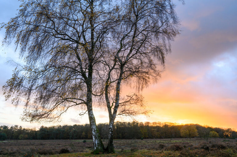 Berk met zonsondergang op heide.