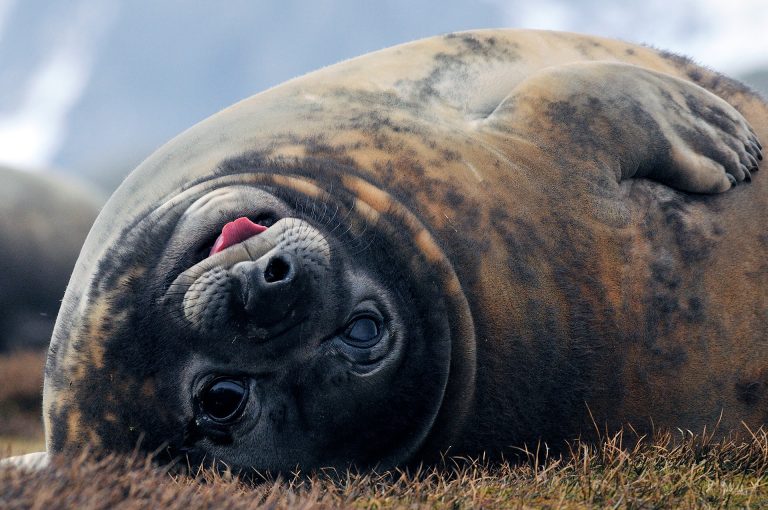 Zuidelijke zeeolifant op South Georgia