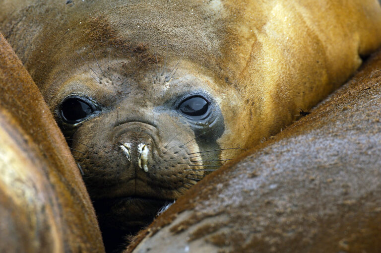 Portret van vrouwtje Zuidelijke zeeolifant