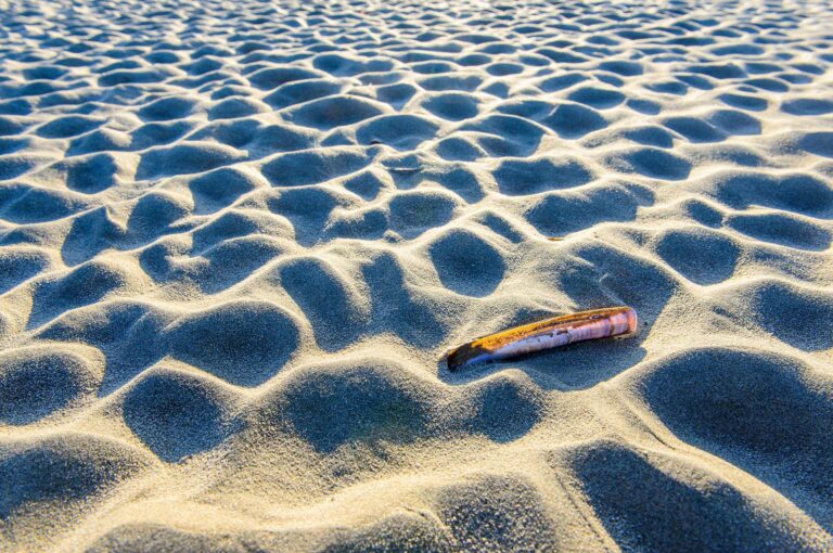 Schelp van zwaardschede op strand met kleine kuiltjes