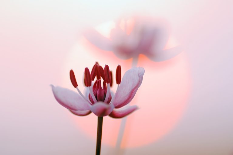 Bloemen zwanenbloem met ondergaande zon in achtergrond