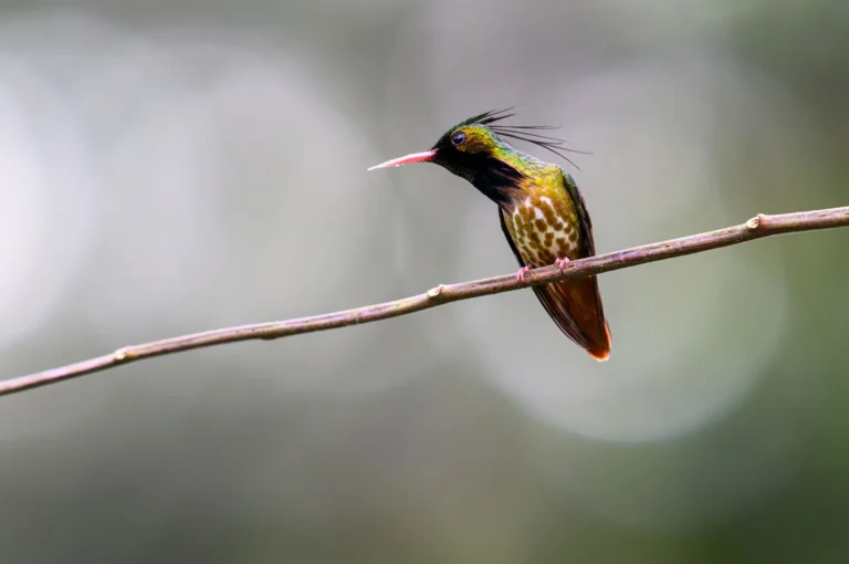 Zwartkuifkoketkolibrie
