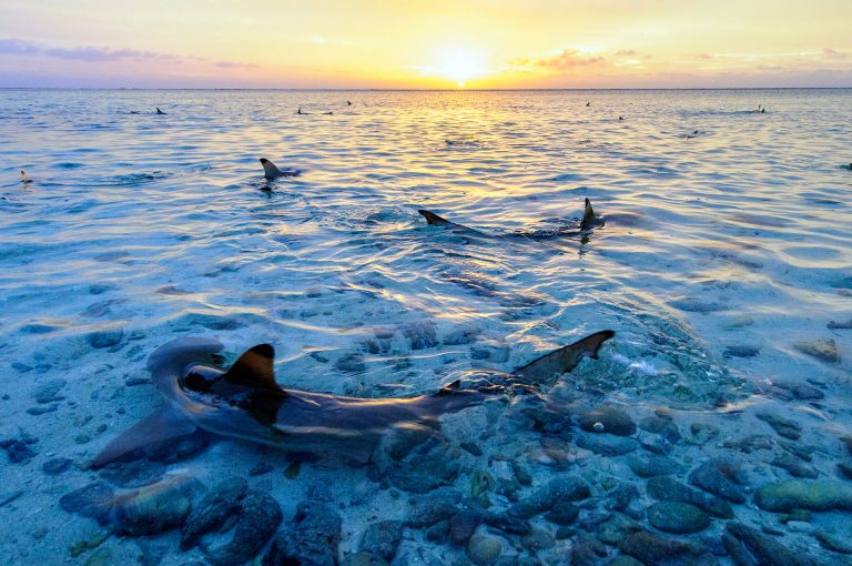 Zwarttip rifhaaien in ondiep water bij zonsondergang, Aldabra atol, Seychellen